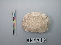 藏品(小型螺蓋製貝刮器)的圖片